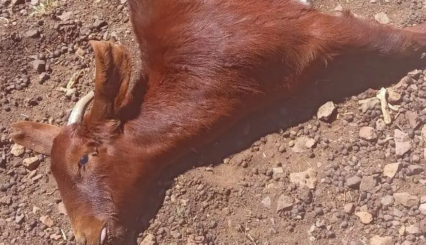 Masiva muerte de cabras y chivos