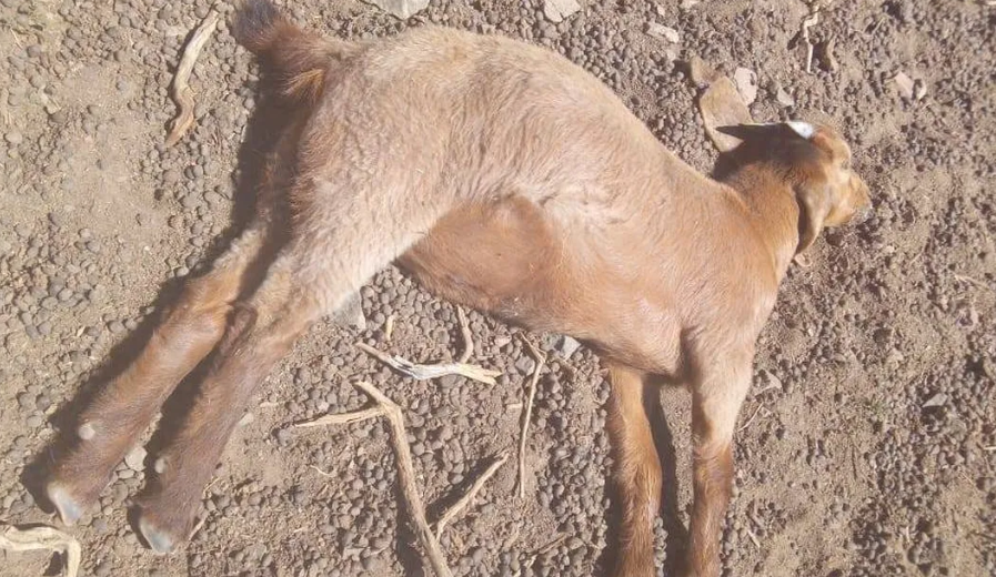 Masiva muerte de cabras y chivos