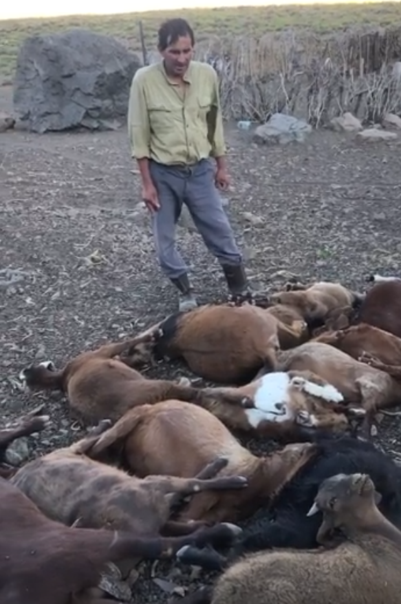 Masiva muerte de cabras y chivos