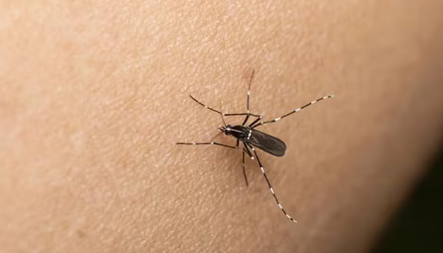 dengue en Mendoza