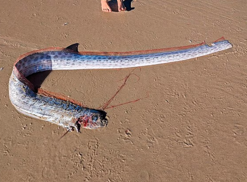 Que pasa cuando aparece el pez remo