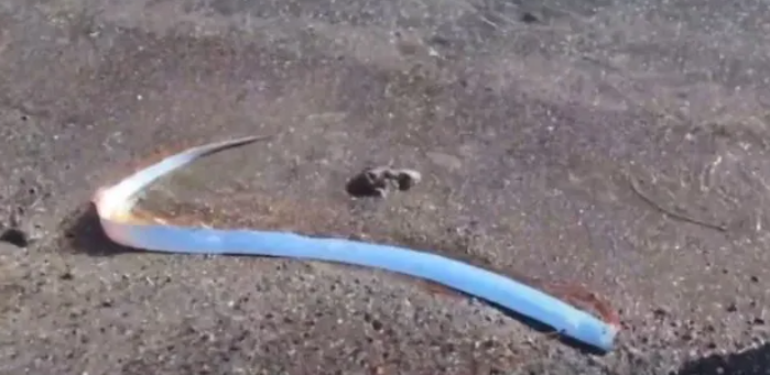 Que pasa cuando aparece el pez remo