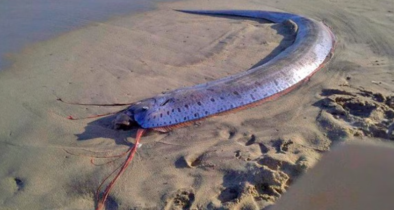 Que pasa cuando aparece el pez remo