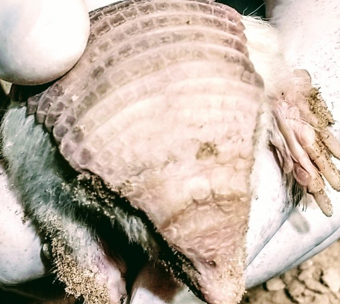 Rescataron un Pichiciego en Junín