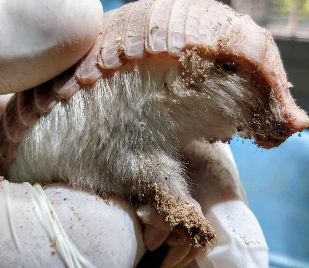 Rescataron un Pichiciego en Junín