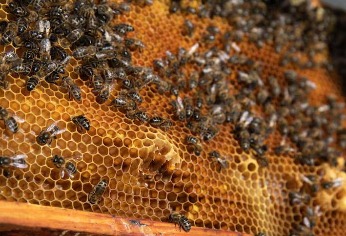 Un hombre falleció tras ser atacado por abejas