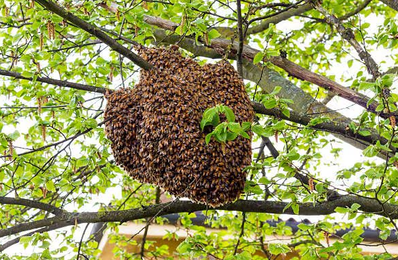Un hombre falleció tras ser atacado por abejas