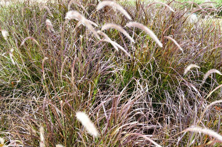el cuerpo hallado en Las Heras es de Alejandra Cuevas