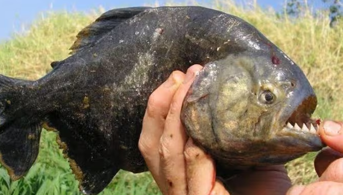 Murió un hombre devorado por pirañas