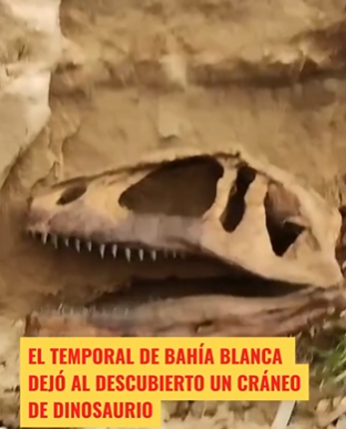 apareció un cráneo en Bahía Blanca