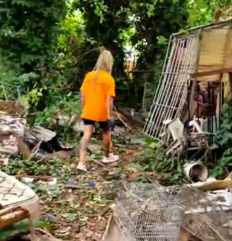 Encontraron más de 200 animales embalsamados