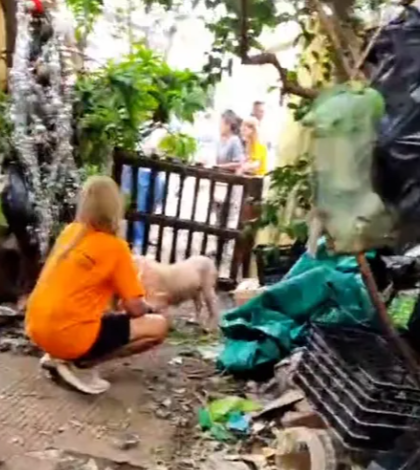 Encontraron más de 200 animales embalsamados