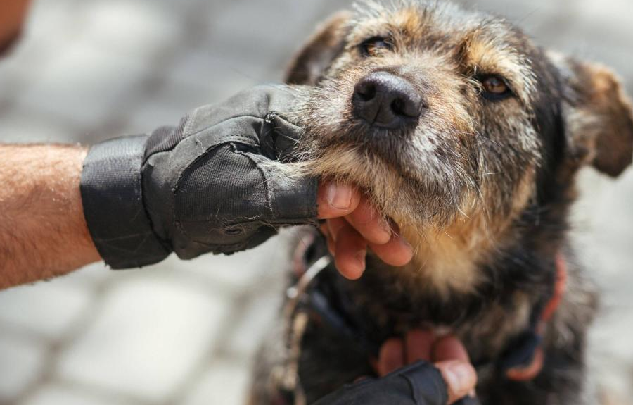 Encontraron más de 200 animales embalsamados