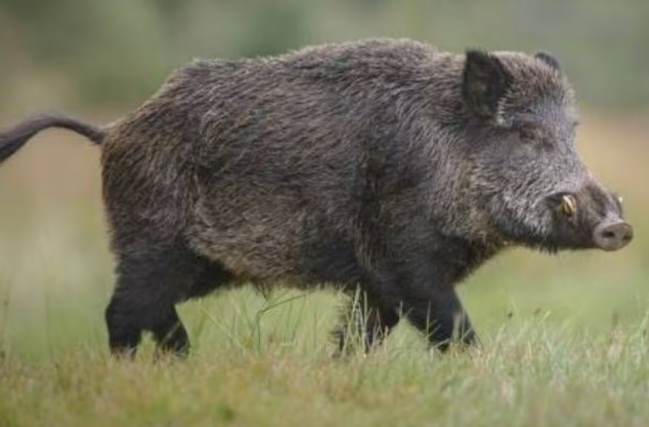 Un jabalí mató a un hombre