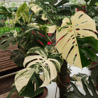 monstera variegata online