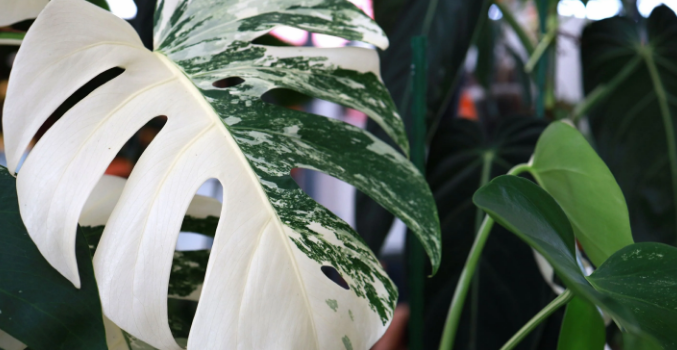monstera variegata online