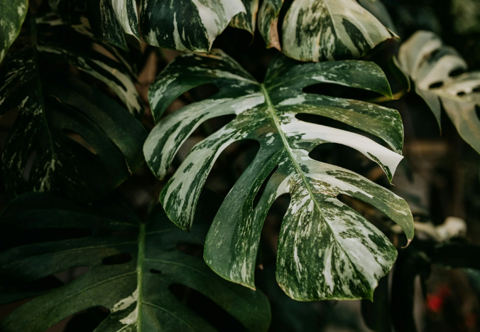 monstera variegata online