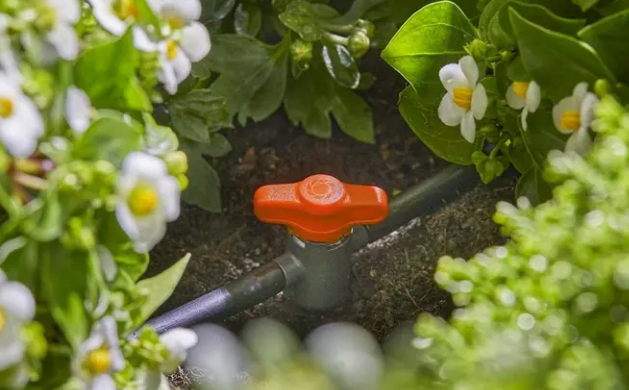 Cuidados del jardín en agosto