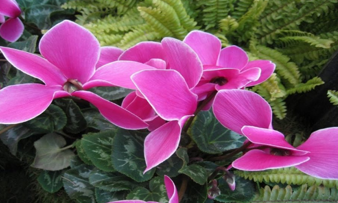 flor violeta de los Alpes