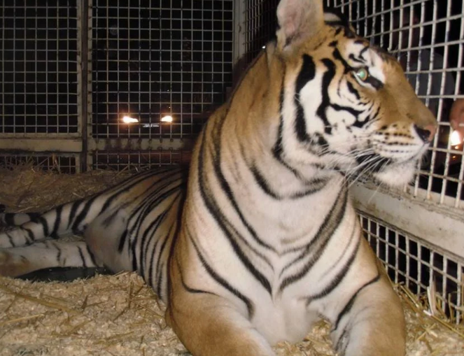 alquiler de animales