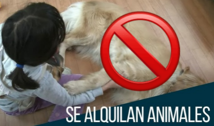 alquiler de animales