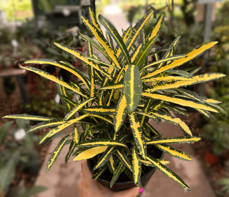 croton fideo cuidados