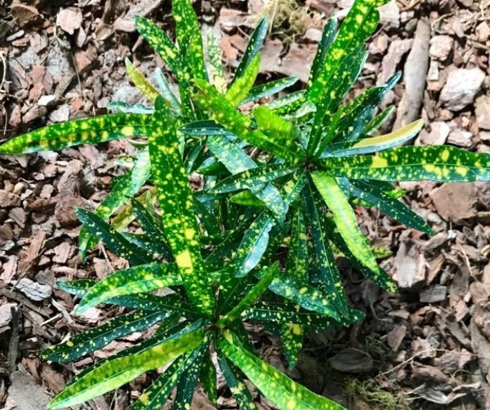 croton fideo cuidados