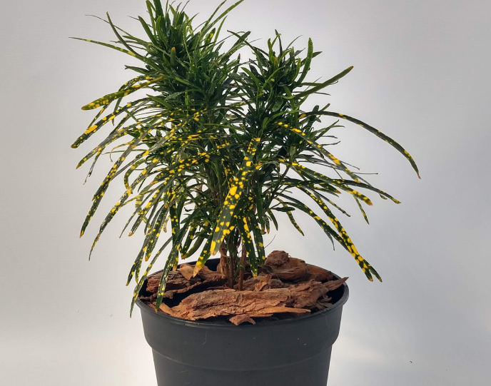 croton fideo cuidados