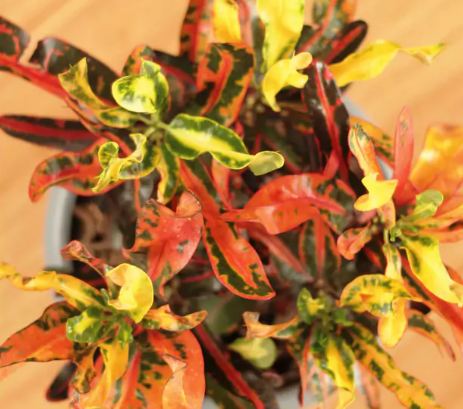  croton tirabuzon
