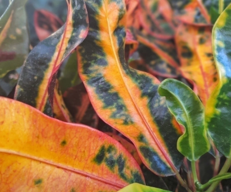  croton tirabuzon