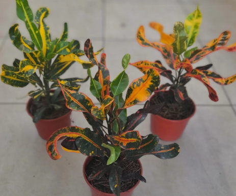  croton tirabuzon