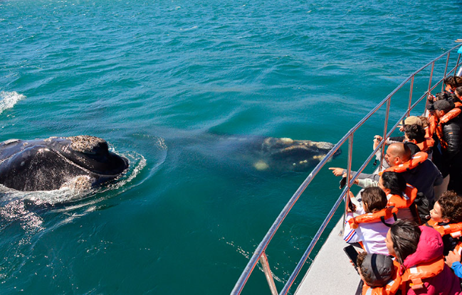 avistaje de ballenas en Puerto Madryn