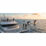excursion-avistaje-de-ballenas-precio
